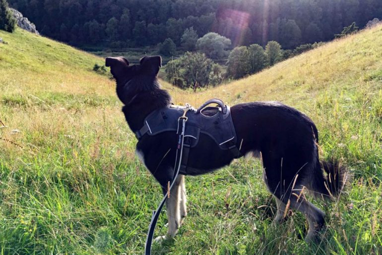 Ausflüge und Abenteuer Archive Hund im Gepäck