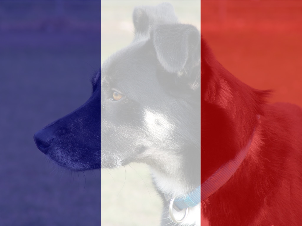 Frankreich und Hunde Hund im Gepäck