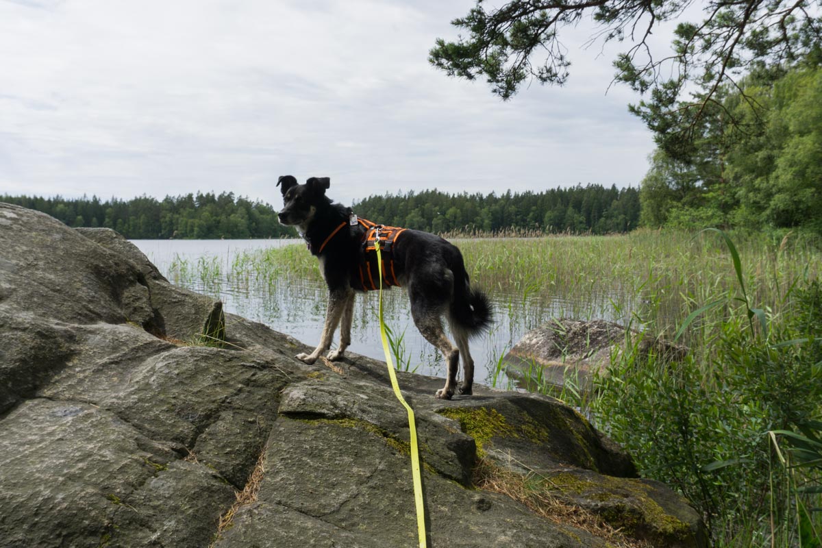 Hund steht auf Steinen am See