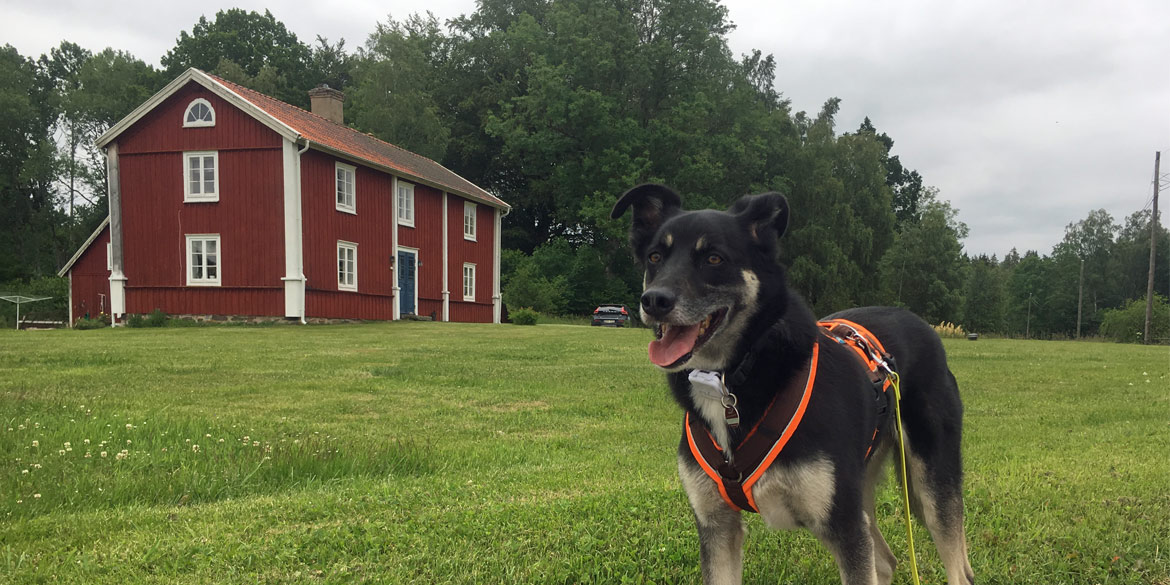 Mit Hund durch Schweden: Roadtrip Teil 1