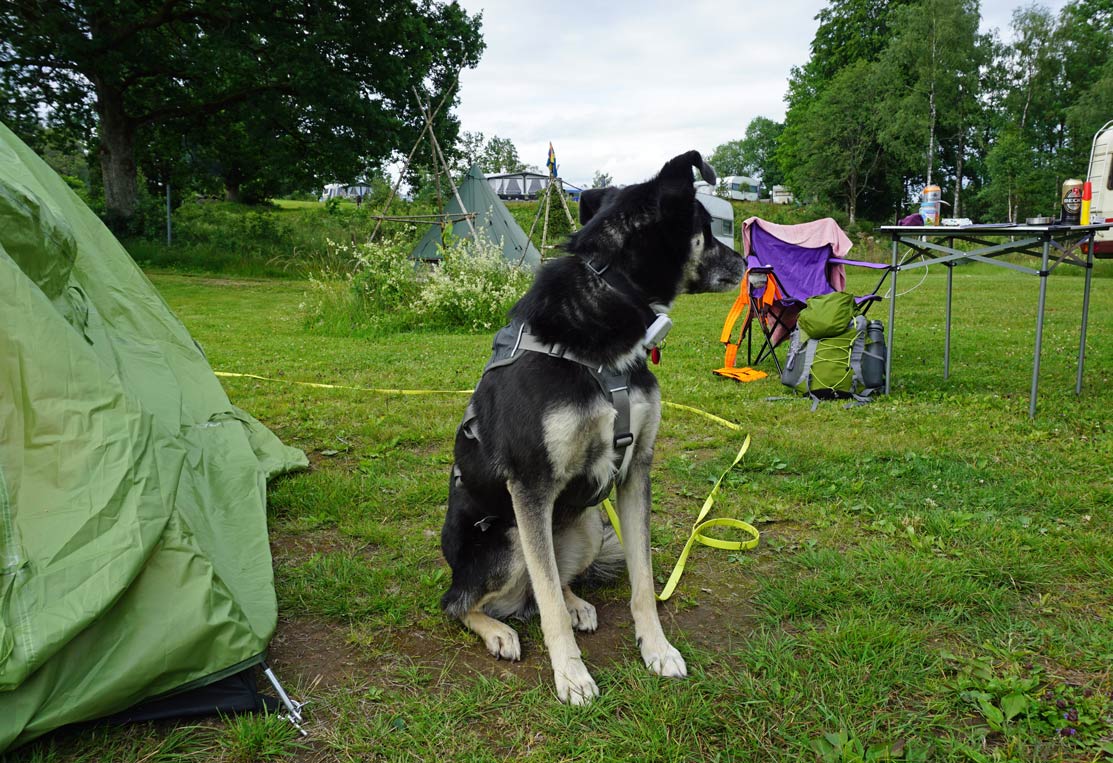 Mein Hund Alex sitzt vorm Zelt auf dem Campingplatz.