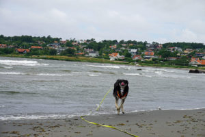 Hund pest über den Strand.