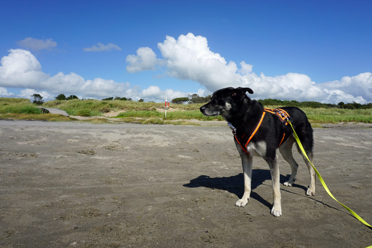 Mein Hund Alex lässt sich am Strand von Haverdal den Wind um die Ohren fegen.