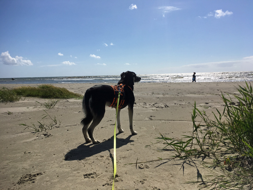 Hund am Strand von Haverdal