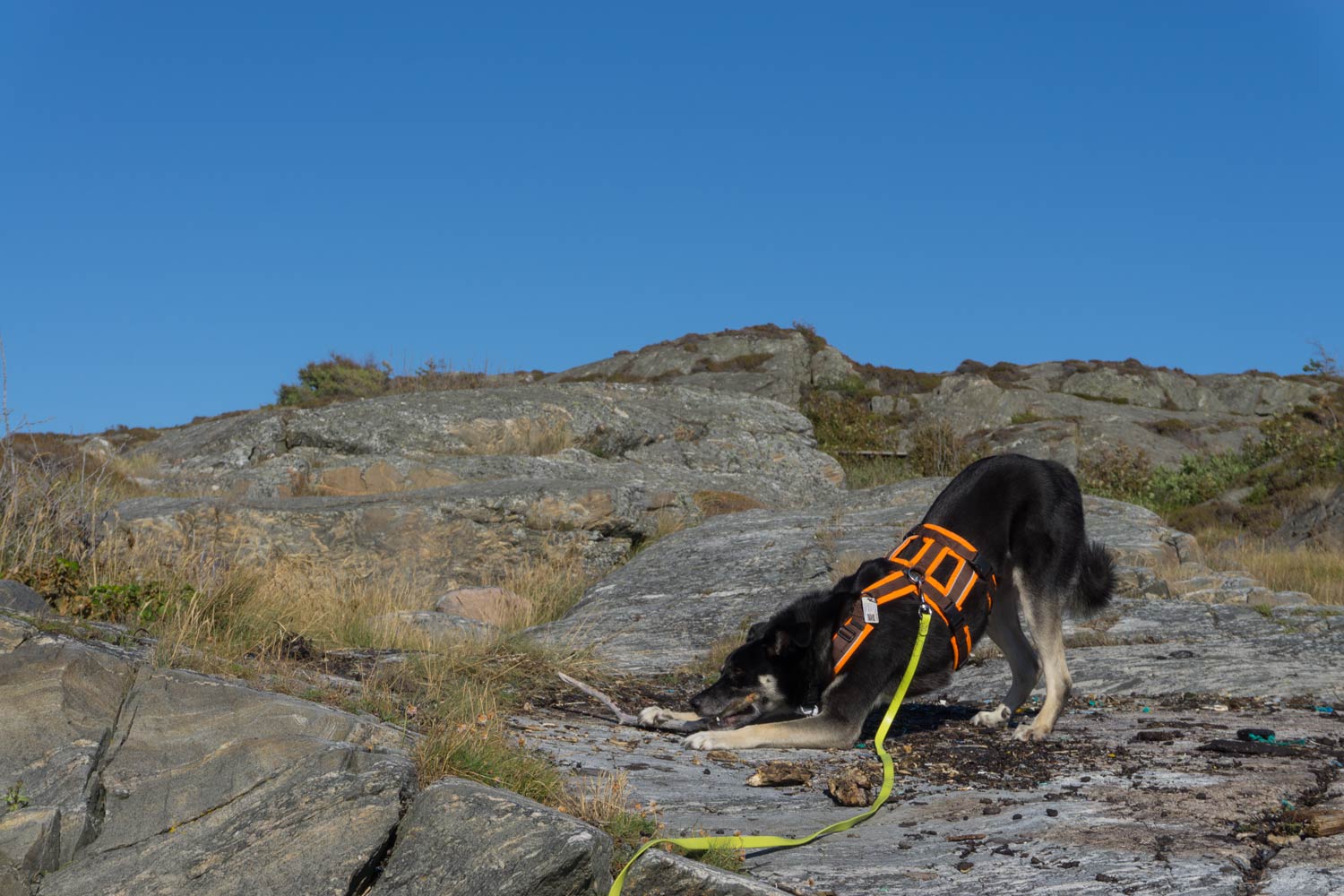 Schäreninsel Orust mit Hund