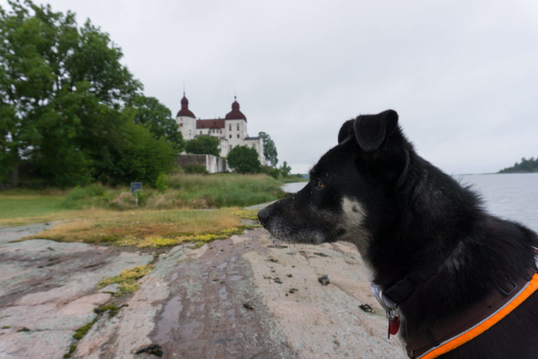 Schloss Läckö mit Hund
