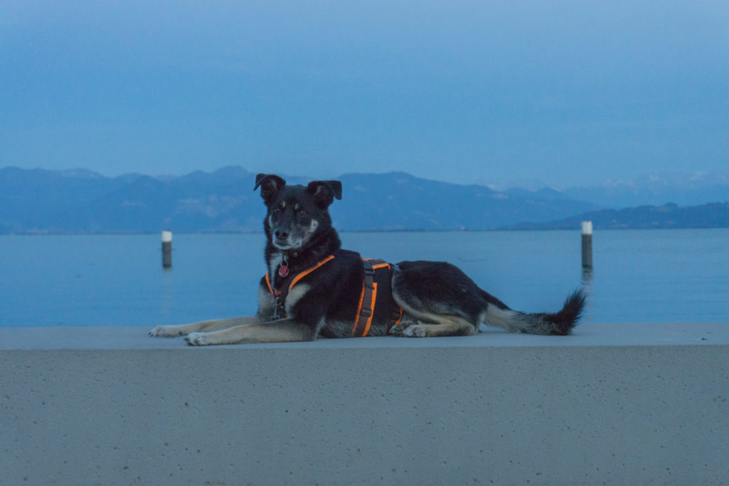 Pension Bodensee Mit Hund Und Frühstück Zelten mit Hund: Fluch und Segen am Bodensee - Hund im Gepäck